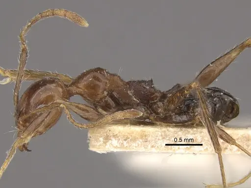 Pheidole fallax specimen CASENT0917767 image casent0917767_4