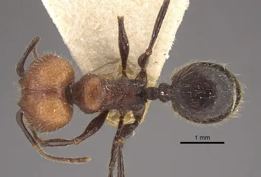 Pheidole fallax specimen CASENT0917768 image casent0917768_1