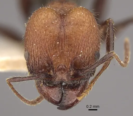 Pheidole fallax specimen CASENT0917768 image casent0917768_2