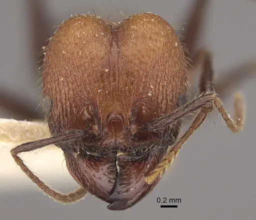 Pheidole fallax specimen CASENT0917768 image casent0917768_3