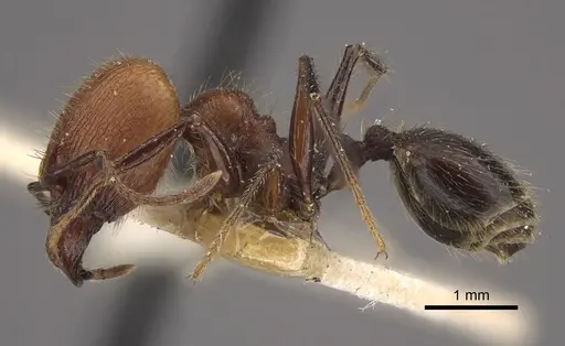 Pheidole fallax specimen CASENT0917768 image casent0917768_4