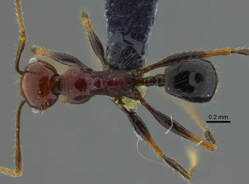 Pheidole fallax specimen CBUMAGENT42036 image cbumagent42036_1