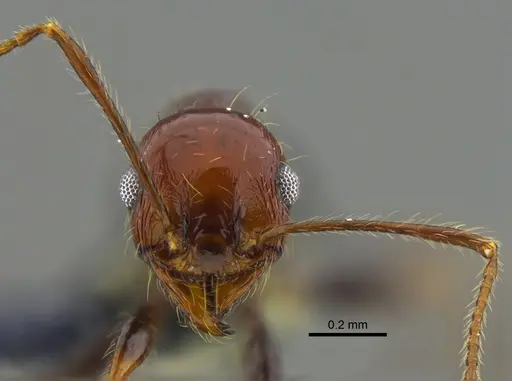 Pheidole fallax specimen CBUMAGENT42036 image cbumagent42036_2