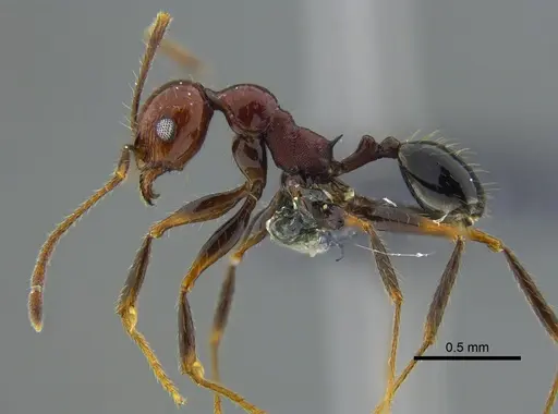 Pheidole fallax specimen CBUMAGENT42036 image cbumagent42036_3