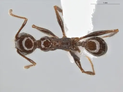 Pheidole fallax specimen ECOFOG-SG17-0045-07 image ecofog-sg17-0045-07_1