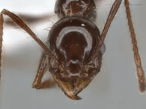 Pheidole fallax specimen ECOFOG-SG17-0045-07 image ecofog-sg17-0045-07_2