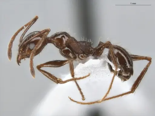Pheidole fallax specimen ECOFOG-SG17-0045-07 image ecofog-sg17-0045-07_3