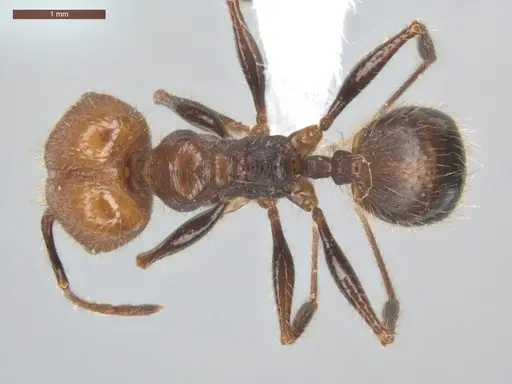 Pheidole fallax specimen ECOFOG-SG17-0076-07-S image ecofog-sg17-0076-07-s_1