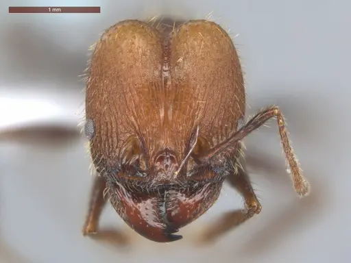 Pheidole fallax specimen ECOFOG-SG17-0076-07-S image ecofog-sg17-0076-07-s_2