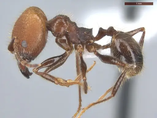 Pheidole fallax specimen ECOFOG-SG17-0076-07-S image ecofog-sg17-0076-07-s_3