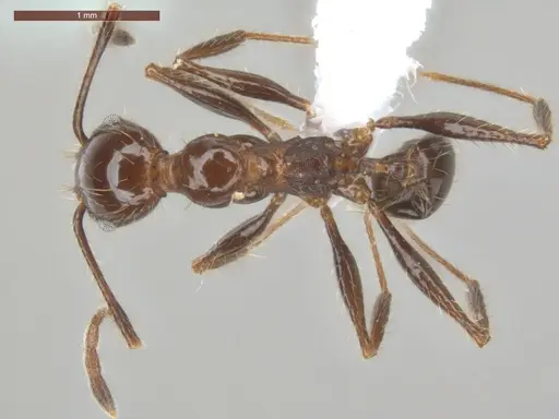 Pheidole fallax specimen ECOFOG-SG17-0076-07 image ecofog-sg17-0076-07_1