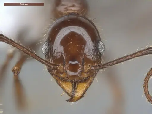 Pheidole fallax specimen ECOFOG-SG17-0076-07 image ecofog-sg17-0076-07_2
