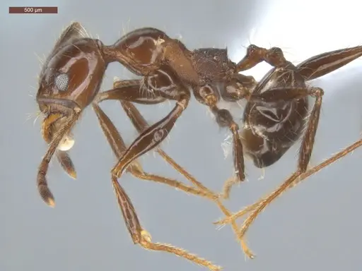 Pheidole fallax specimen ECOFOG-SG17-0076-07 image ecofog-sg17-0076-07_3