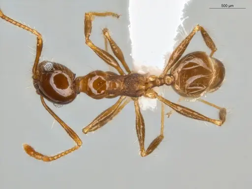 Pheidole fallax specimen ECOFOG-SG17-0154-03 image ecofog-sg17-0154-03_1