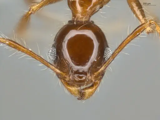 Pheidole fallax specimen ECOFOG-SG17-0154-03 image ecofog-sg17-0154-03_2