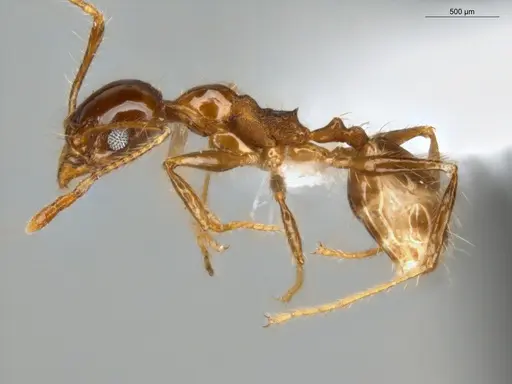 Pheidole fallax specimen ECOFOG-SG17-0154-03 image ecofog-sg17-0154-03_3