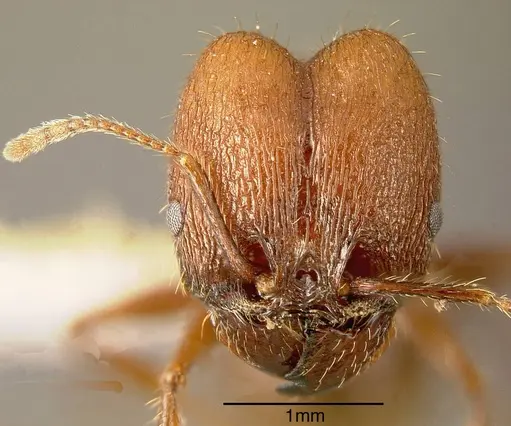Pheidole fallax specimen INBIOCRI002279694 image inbiocri002279694_1