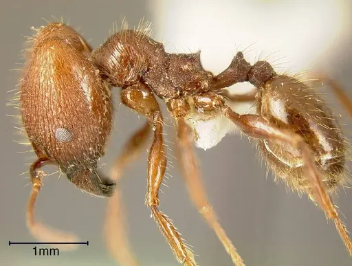 Pheidole fallax specimen INBIOCRI002279694 image inbiocri002279694_2