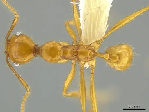 Pheidole familiaparra specimen CASENT0631330 image casent0631330_1
