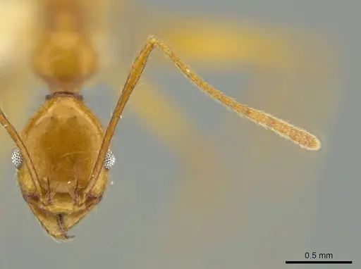 Pheidole familiaparra specimen CASENT0631330 image casent0631330_2