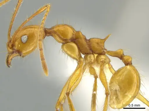Pheidole familiaparra specimen CASENT0631330 image casent0631330_3