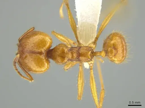 Pheidole familiaparra specimen CASENT0631331 image casent0631331_1