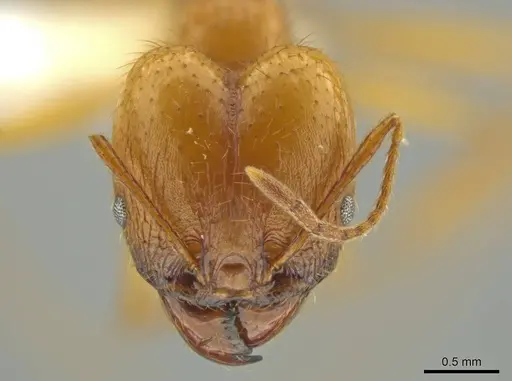 Pheidole familiaparra specimen CASENT0631331 image casent0631331_2
