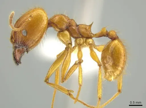 Pheidole familiaparra specimen CASENT0631331 image casent0631331_3