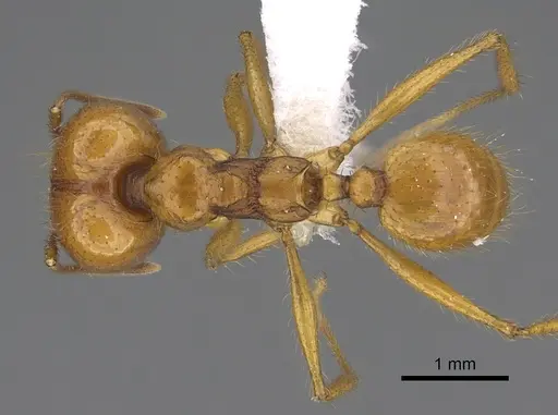Pheidole familiaparra specimen CASENT0646341 image casent0646341_1
