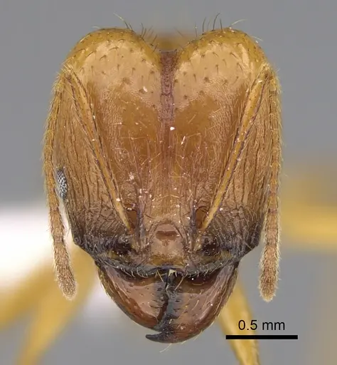 Pheidole familiaparra specimen CASENT0646341 image casent0646341_2