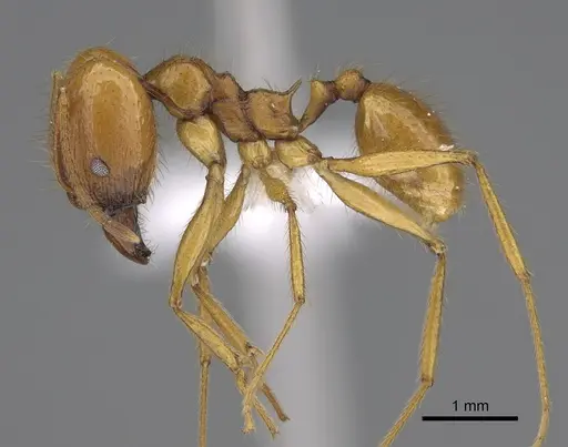 Pheidole familiaparra specimen CASENT0646341 image casent0646341_3