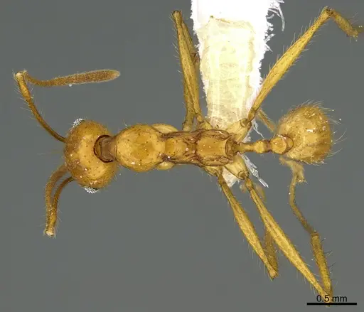 Pheidole familiaparra specimen CASENT0646344 image casent0646344_1