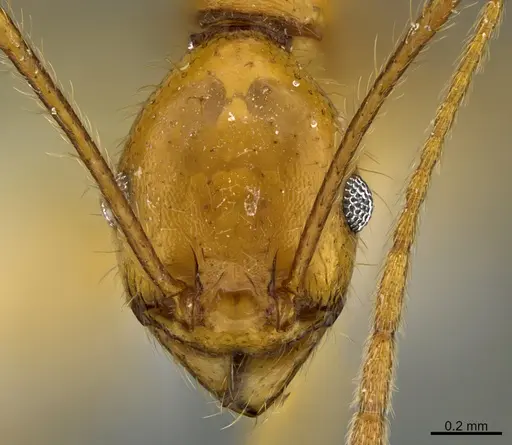 Pheidole familiaparra specimen CASENT0646344 image casent0646344_2