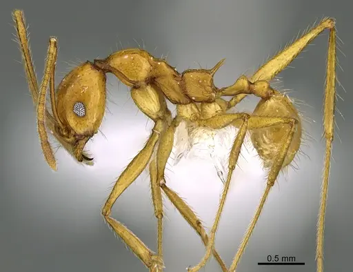 Pheidole familiaparra specimen CASENT0646344 image casent0646344_3