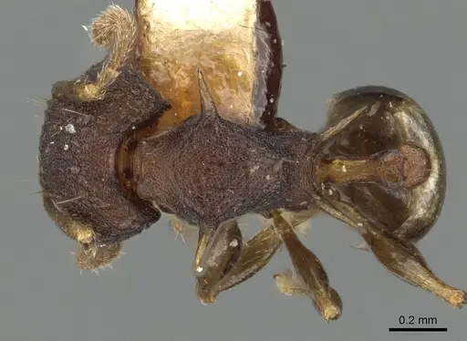 Pheidole fatigata specimen CASENT0901329 image casent0901329_1