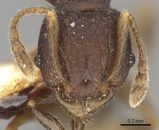 Pheidole fatigata specimen CASENT0901329 image casent0901329_2