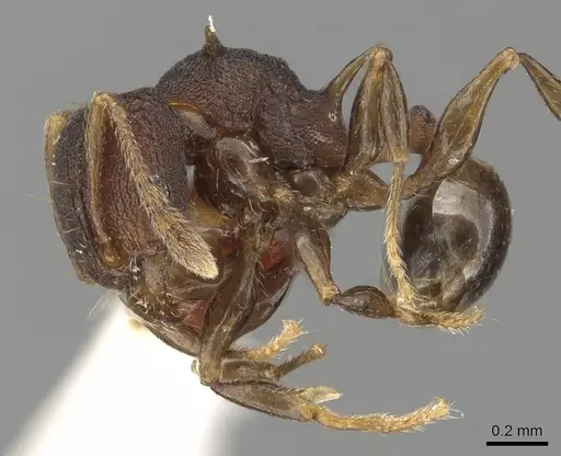 Pheidole fatigata specimen CASENT0901329 image casent0901329_3