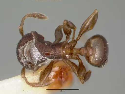 Pheidole fatigata specimen CASTYPE06978 image castype06978_1