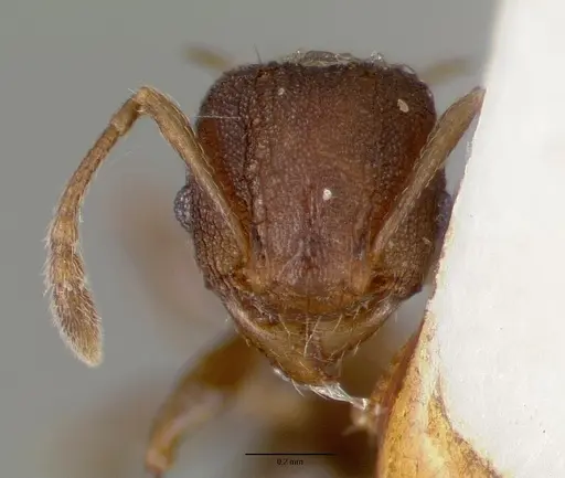Pheidole fatigata specimen CASTYPE06978 image castype06978_2