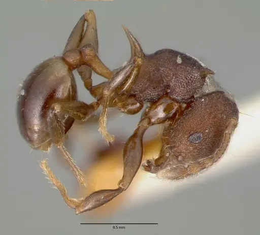 Pheidole fatigata specimen CASTYPE06978 image castype06978_3