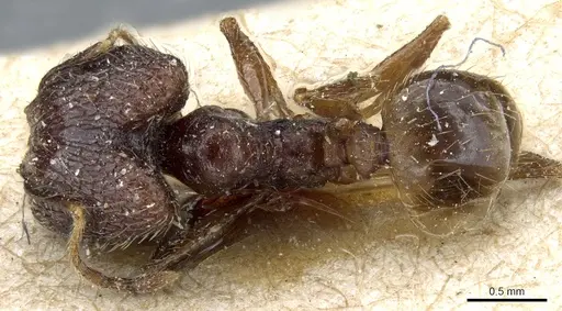 Pheidole feae specimen CASENT0904250 image casent0904250_1