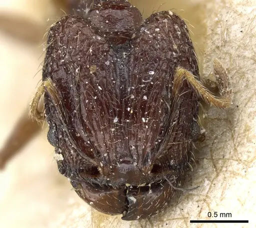 Pheidole feae specimen CASENT0904250 image casent0904250_2