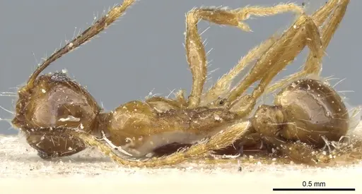 Pheidole feae specimen CASENT0904251 image casent0904251_1