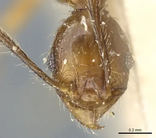 Pheidole feae specimen CASENT0904251 image casent0904251_2