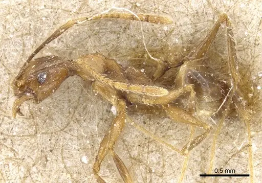 Pheidole feae specimen CASENT0904251 image casent0904251_3