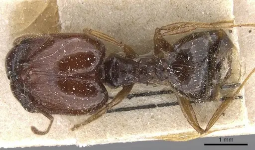 Pheidole fera specimen CASENT0913328 image casent0913328_1