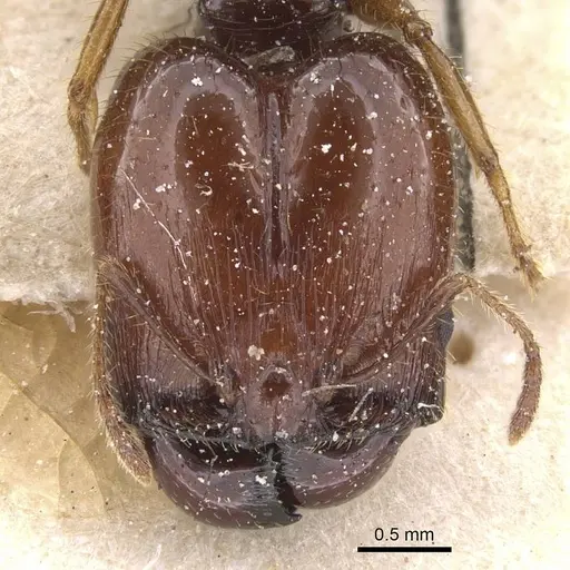 Pheidole fera specimen CASENT0913328 image casent0913328_2