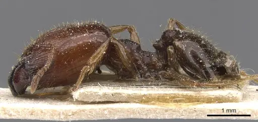 Pheidole fera specimen CASENT0913328 image casent0913328_3