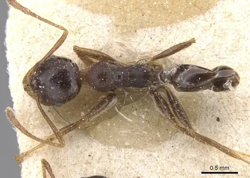 Pheidole fera specimen CASENT0913329 image casent0913329_1