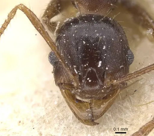 Pheidole fera specimen CASENT0913329 image casent0913329_2